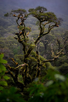 Fiordland Forest