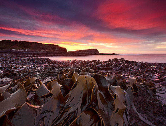Curio Bay
